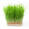Barley Grass, cu orz BIO, Life Care®